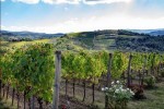 Wine Safaris 1 Thumb