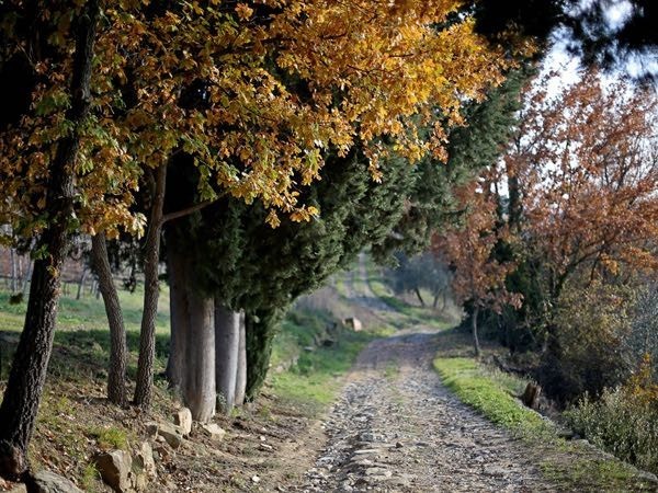 Wine Safaris 6 Full Image